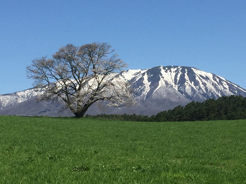 小岩井農場1本桜
