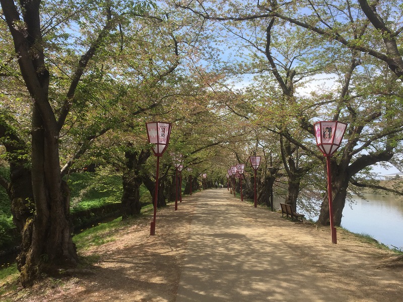桜のトンネル