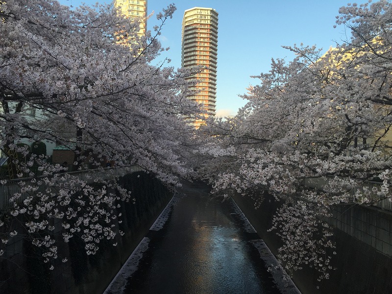 今年の桜