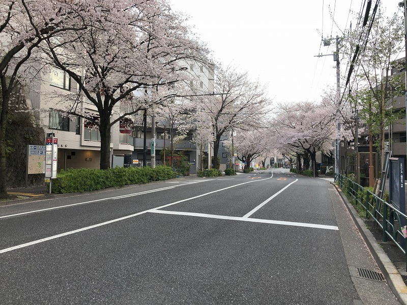桜